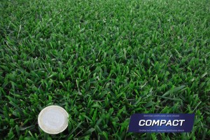 Detalle mezcla de semillas compact