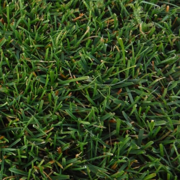 Detalle variedad césped Ray grass inglés
