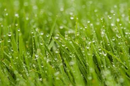 cesped_gotas