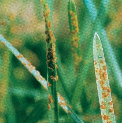 puccinia_spp