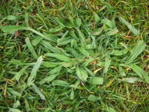 digitaria_Cesped