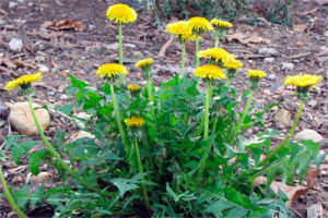 diente-leon_taraxacum_officinale