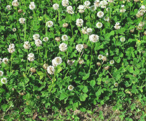 trifolium_repens_trebol_blanco