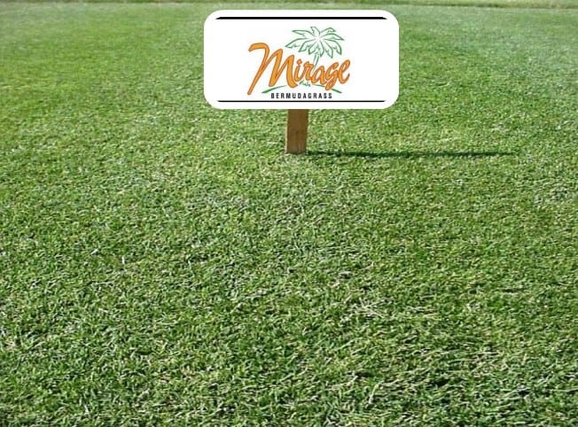 Mirage Bermuda Grass