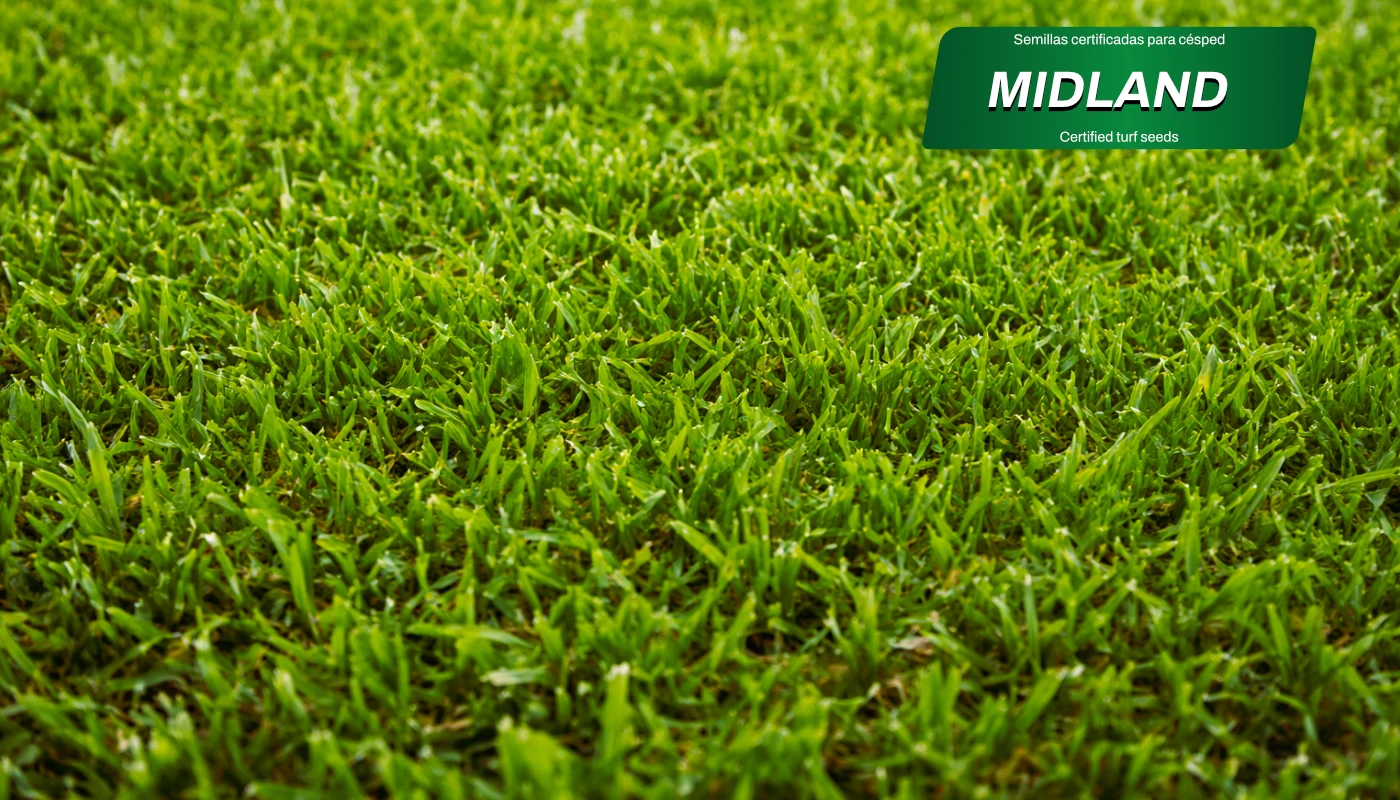 zulueta-mezclas-semillas-MIDLAND-detalle