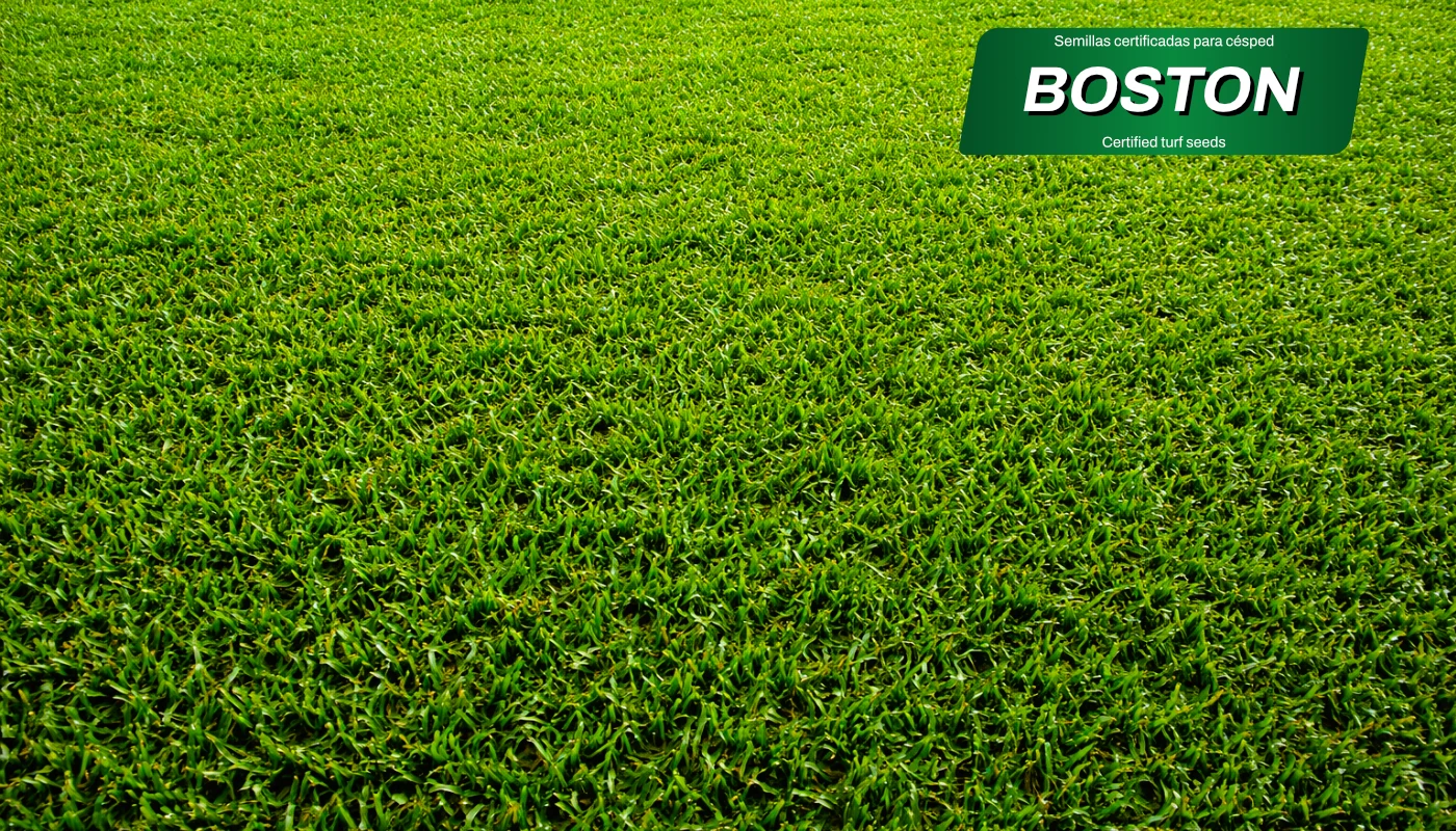 zulueta-mezclas-semillas-boston-detalle