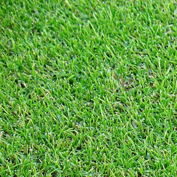poa-trivialis-circulo
